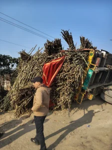 बहचौला गन्ना ट्रक हादसा
